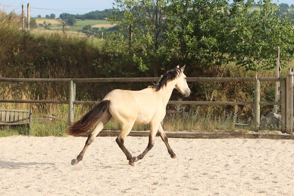 Colt Origin Recorded For sale 2025 Buckskin
