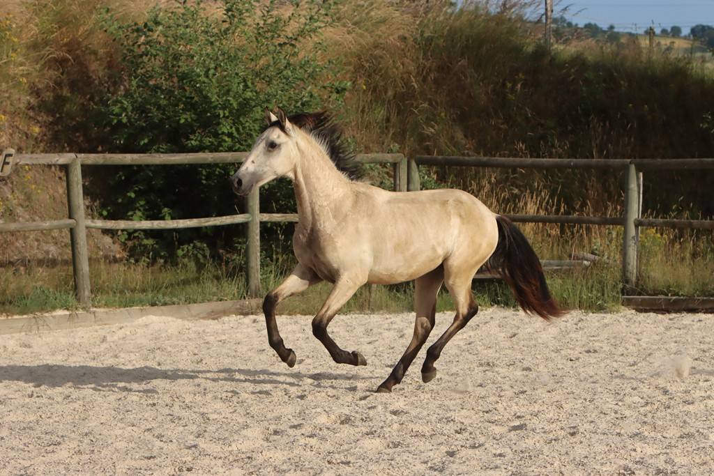 Colt Origin Recorded For sale 2025 Buckskin