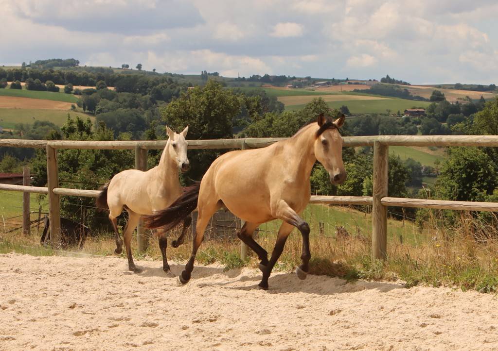 Colt Origin Recorded For sale 2025 Buckskin