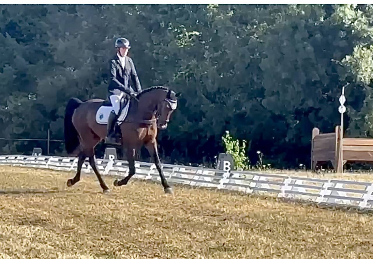 Gelding Hanoverian For sale 2021 Dark Bay