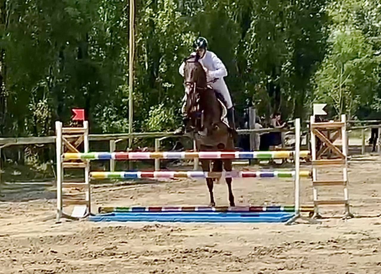 Gelding Hanoverian For sale 2021 Dark Bay