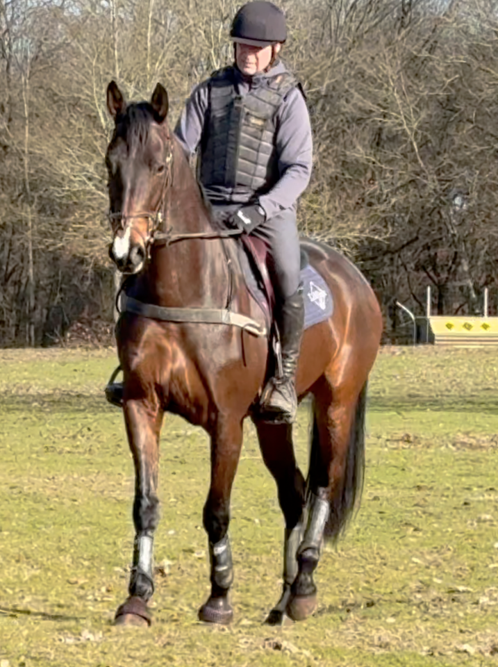 Gelding Hanoverian For sale 2021 Dark Bay