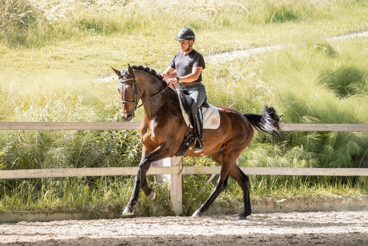 Mare KWPN Dutch Warmblood For sale 2019 Dark Bay