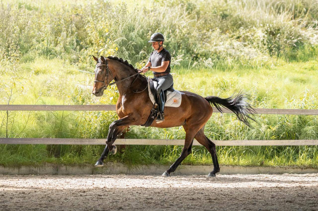 Mare KWPN Dutch Warmblood For sale 2019 Dark Bay