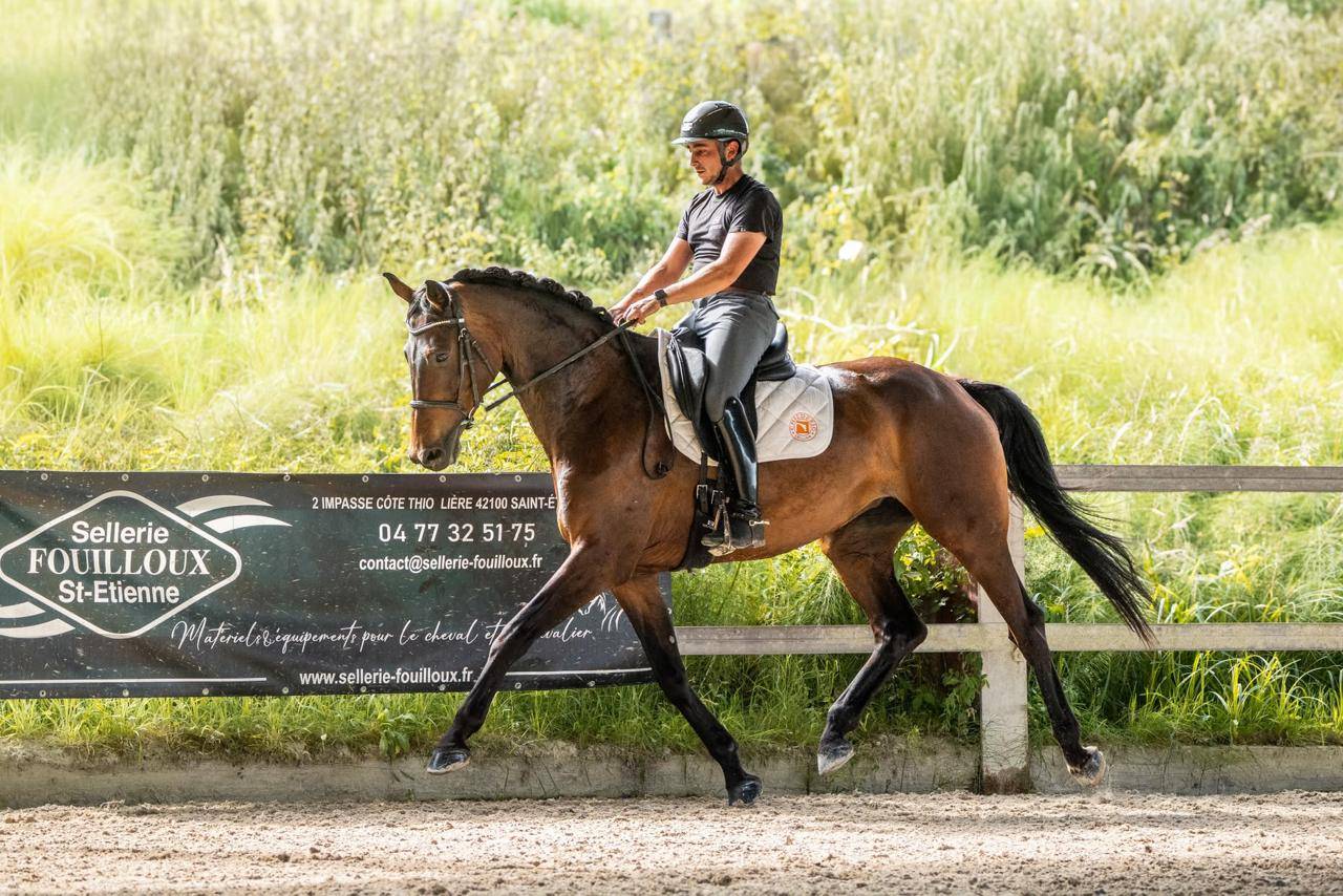 Mare KWPN Dutch Warmblood For sale 2019 Dark Bay