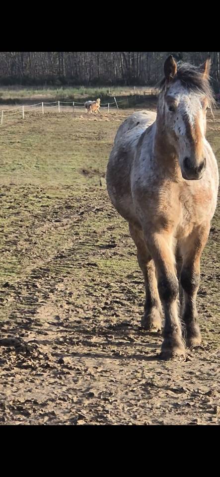 Gelding Comtois For sale 2022 Other color