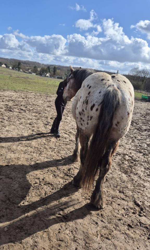 Gelding Comtois For sale 2022 Other color