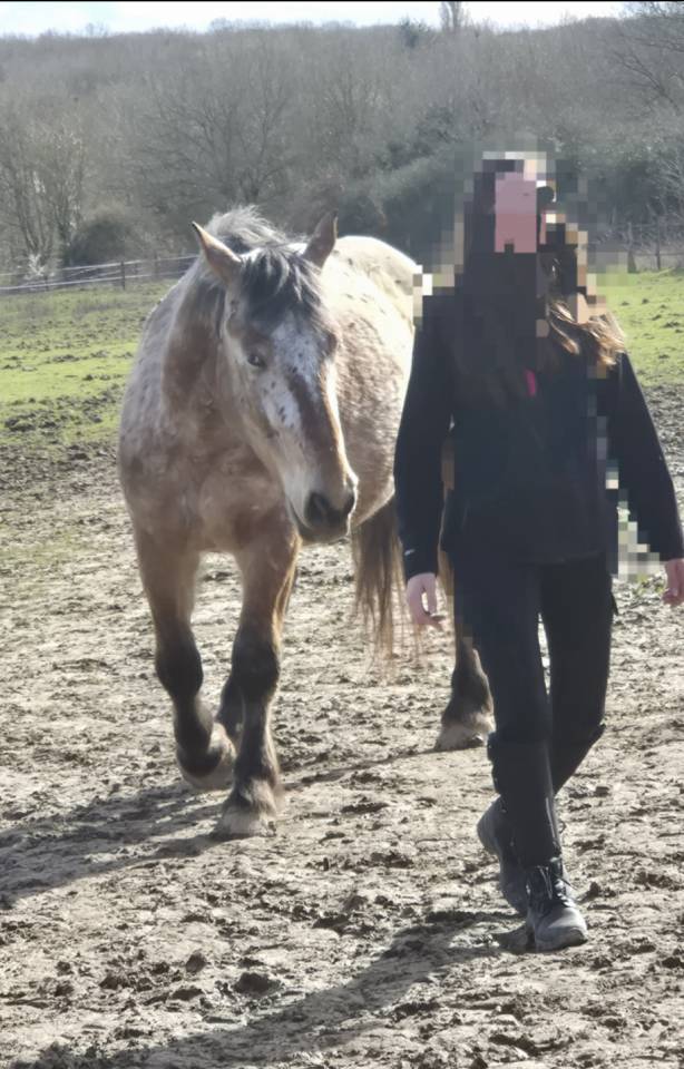 Gelding Comtois For sale 2022 Other color