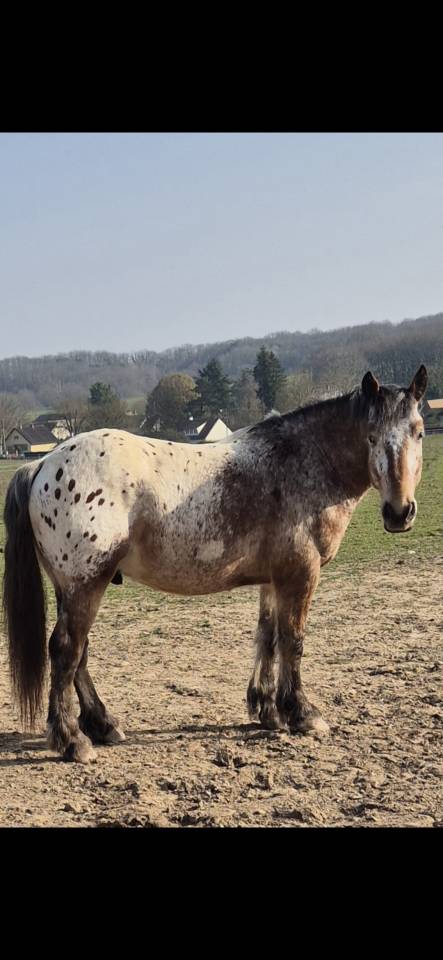 Gelding Comtois For sale 2022 Other color