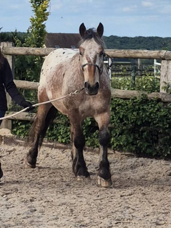 Gelding Comtois For sale 2022 Other color