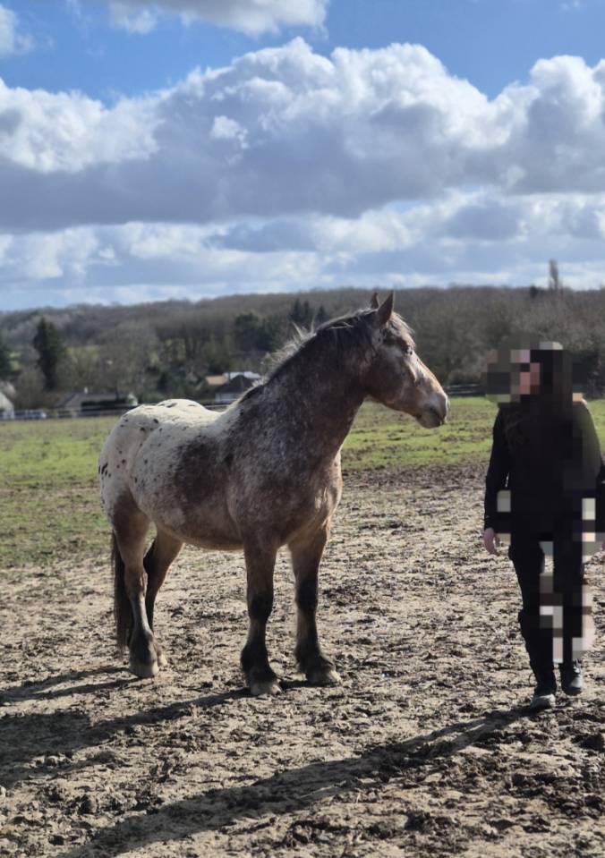 Gelding Comtois For sale 2022 Other color