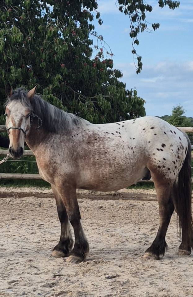 Gelding Comtois For sale 2022 Other color