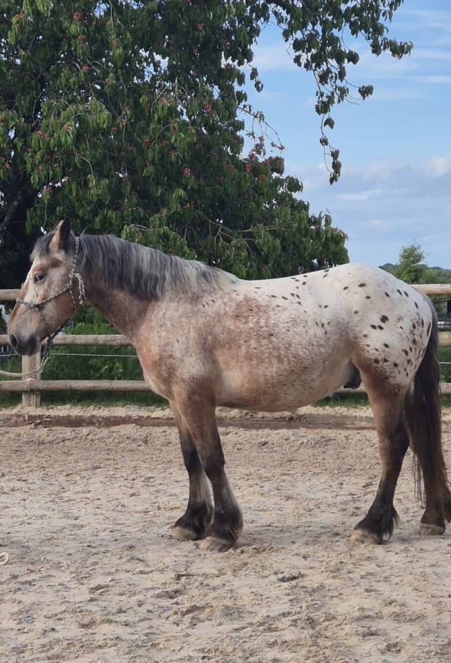 Gelding Comtois For sale 2022 Other color