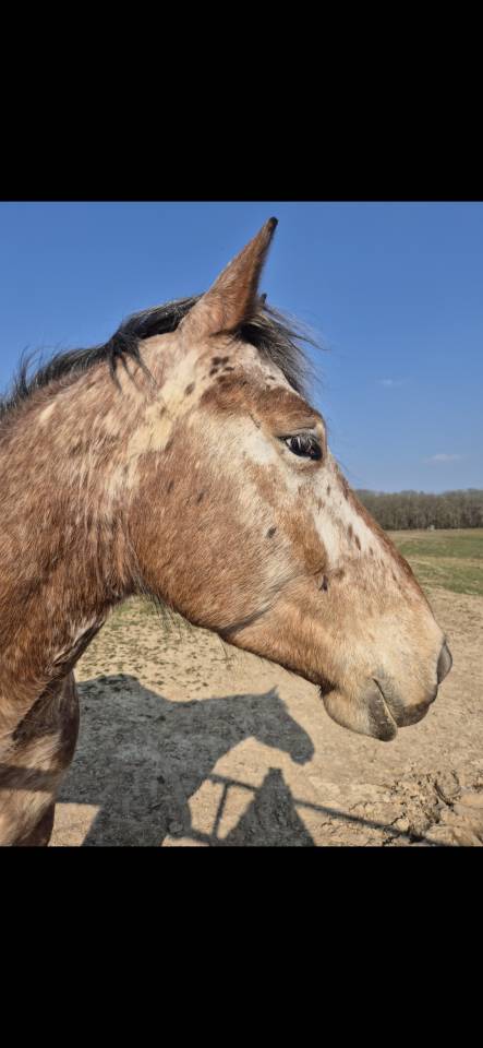 Gelding Comtois For sale 2022 Other color