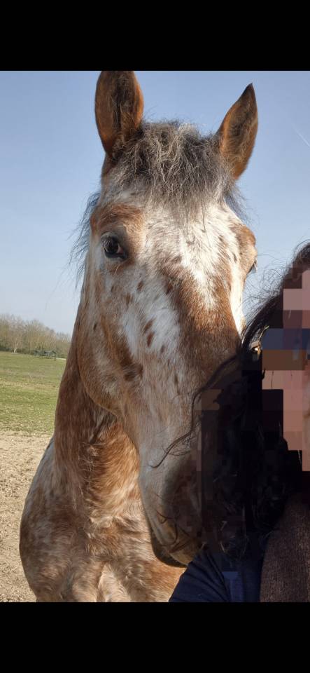 Gelding Comtois For sale 2022 Other color