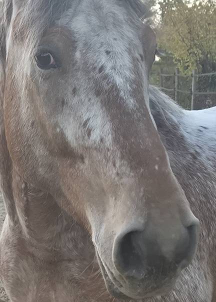 Gelding Comtois For sale 2022 Other color