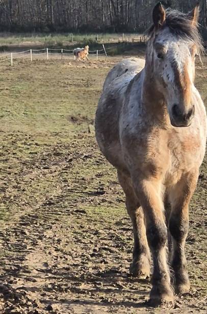 Gelding Comtois For sale 2022 Other color