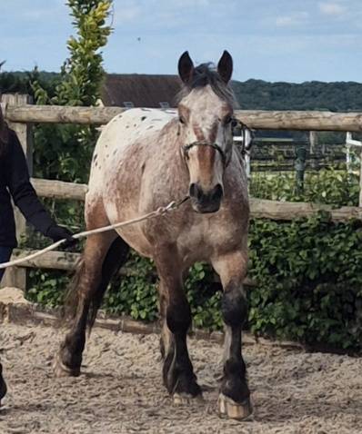 Gelding Comtois For sale 2022 Other color