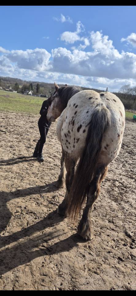 Gelding Comtois For sale 2022 Other color