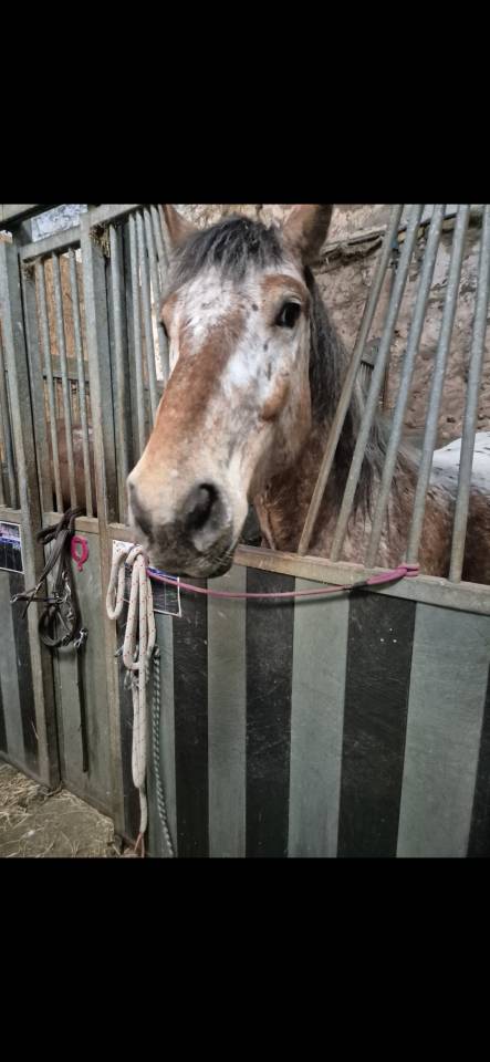 Gelding Comtois For sale 2022 Other color