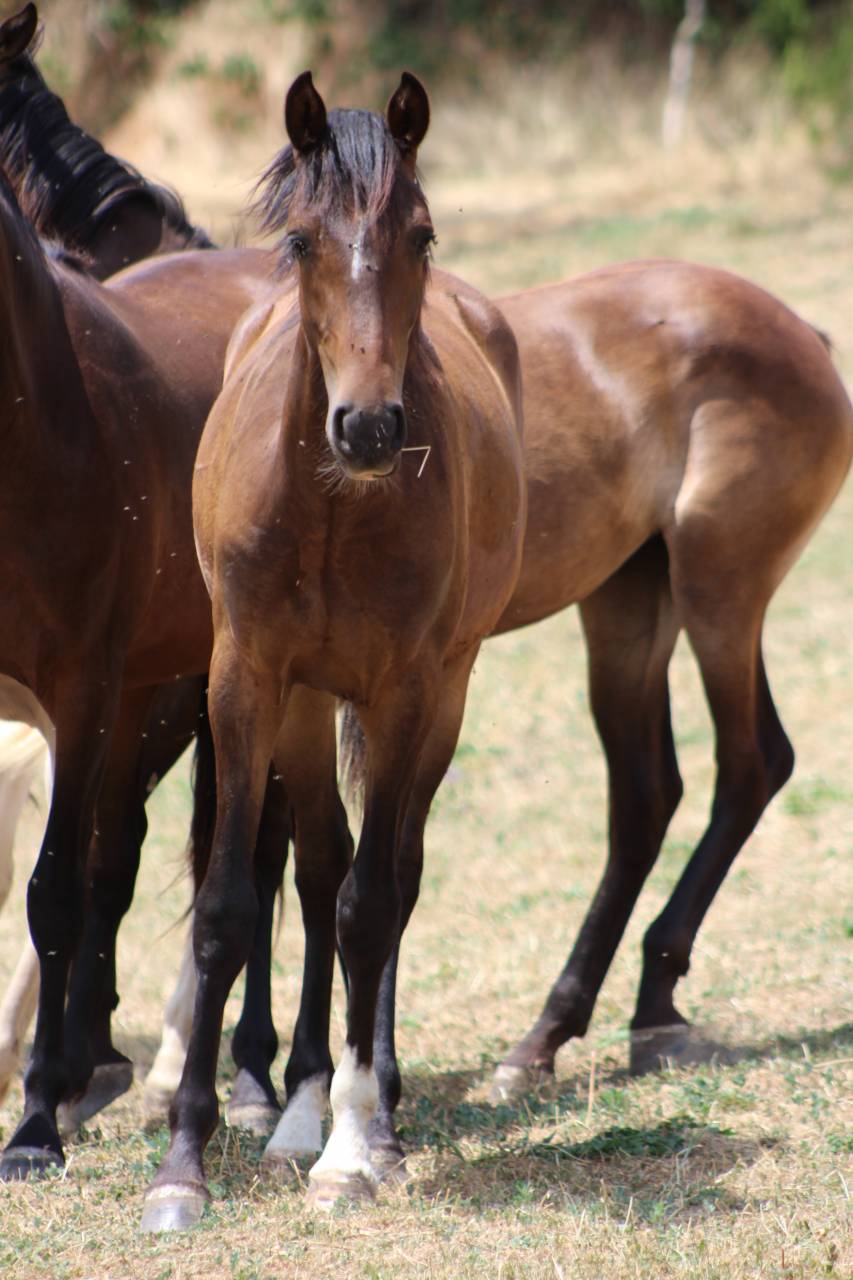 Gelding PRE Pure Spanish Bred For sale 2025 Dark Bay