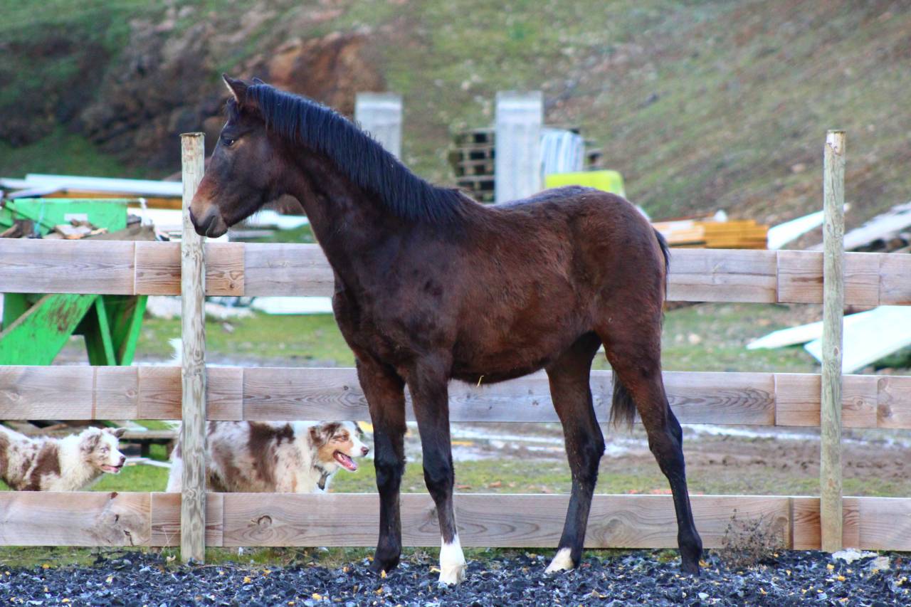 Gelding PRE Pure Spanish Bred For sale 2025 Dark Bay