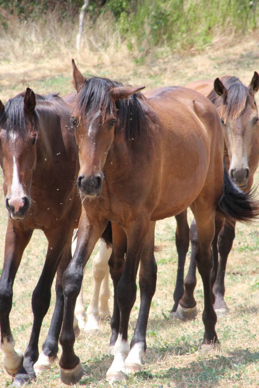 Gelding PRE Pure Spanish Bred For sale 2025 Dark Bay