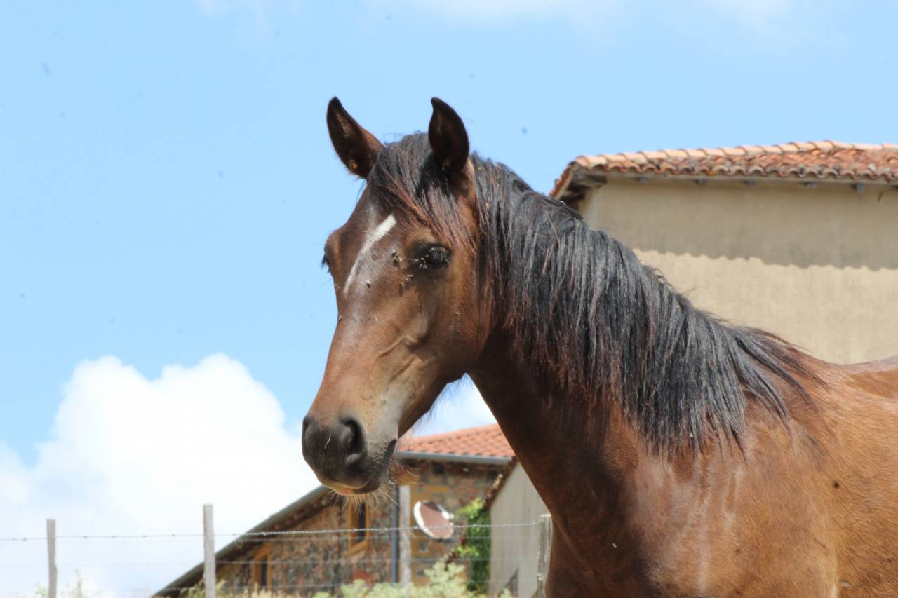 Gelding PRE Pure Spanish Bred For sale 2025 Dark Bay