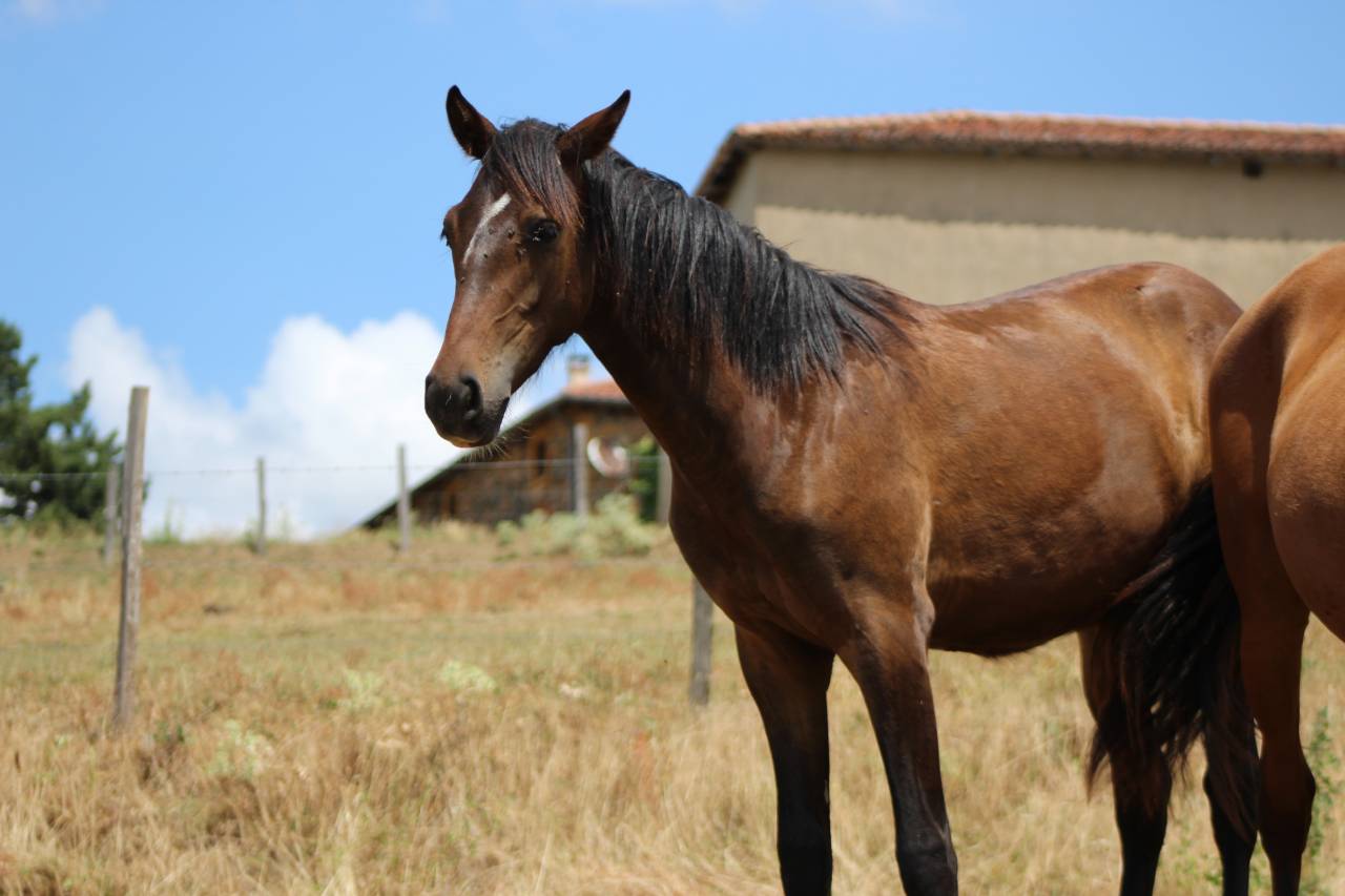 Gelding PRE Pure Spanish Bred For sale 2025 Dark Bay