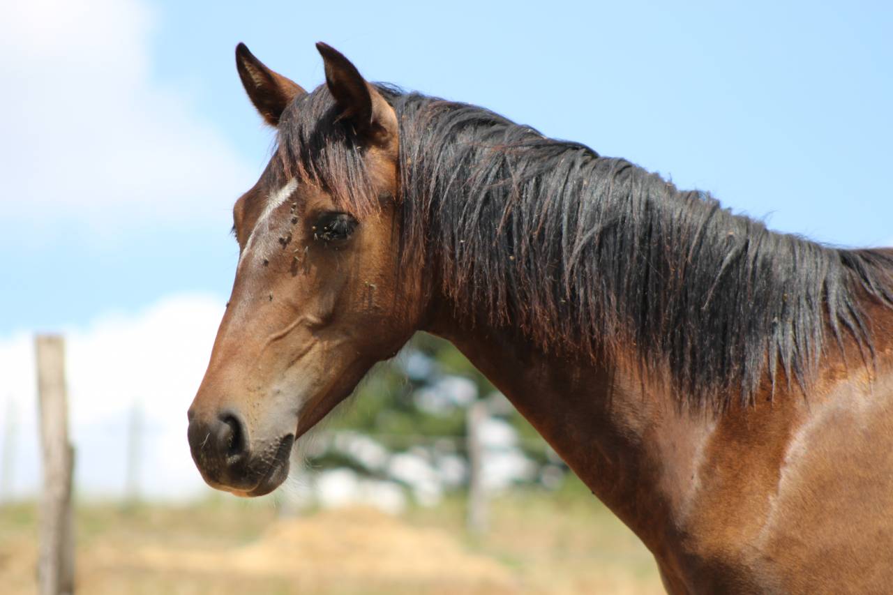 Gelding PRE Pure Spanish Bred For sale 2025 Dark Bay