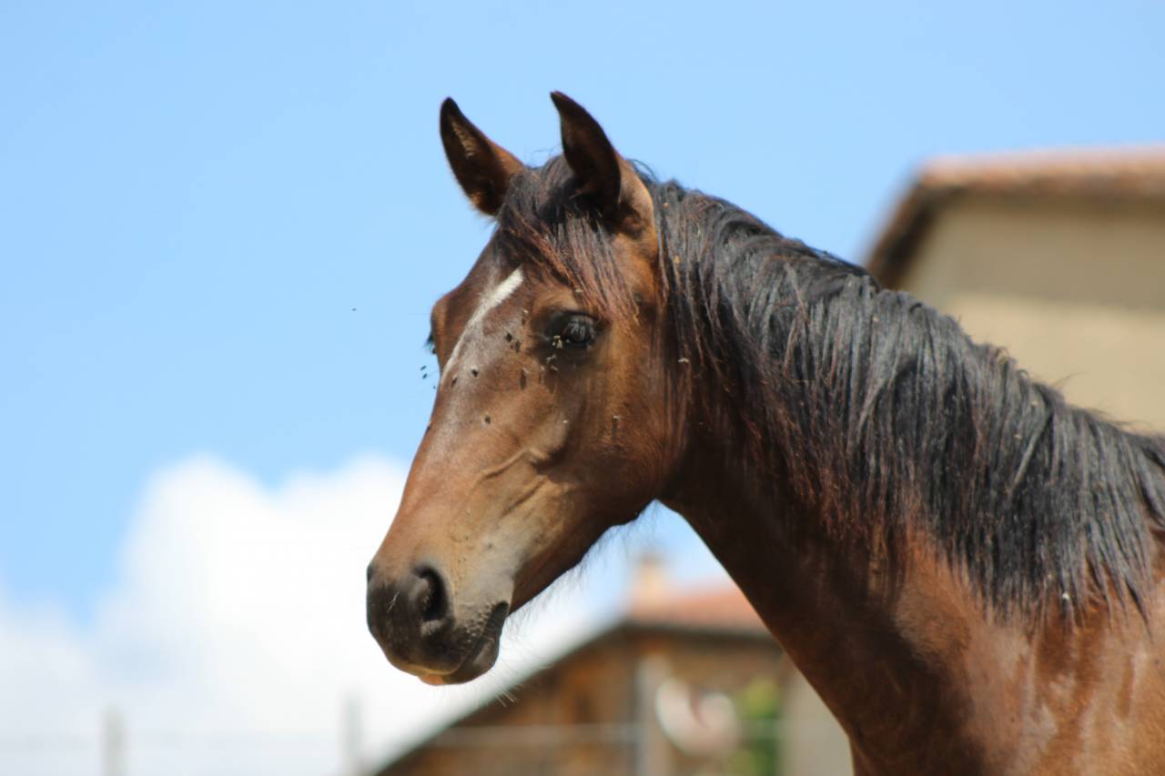 Gelding PRE Pure Spanish Bred For sale 2025 Dark Bay