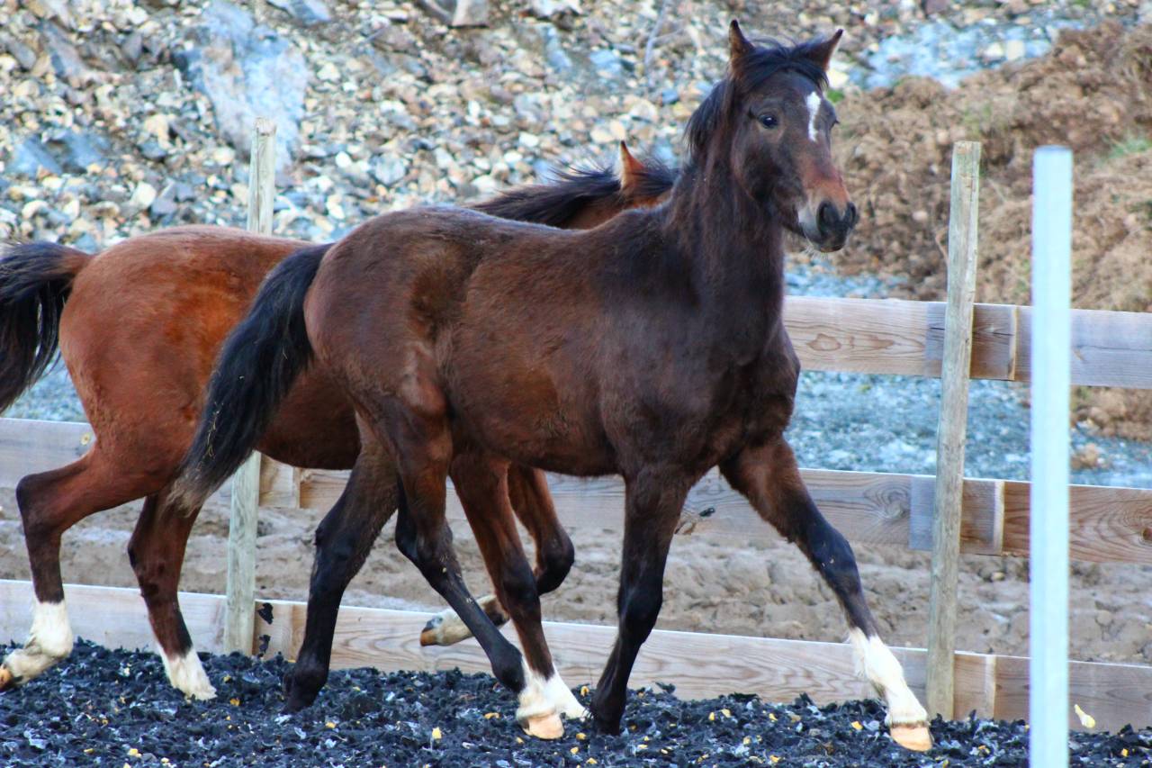 Gelding PRE Pure Spanish Bred For sale 2025 Dark Bay