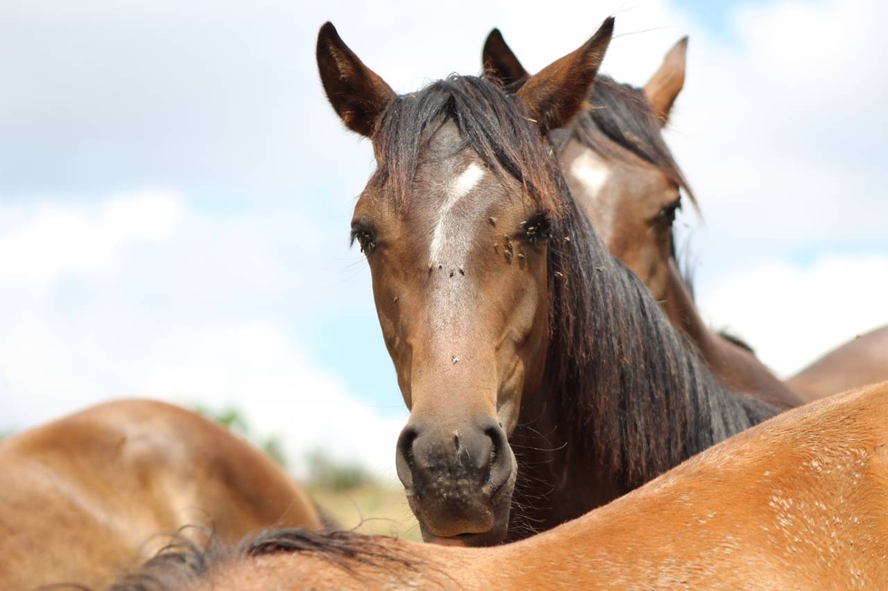 Gelding PRE Pure Spanish Bred For sale 2025 Dark Bay