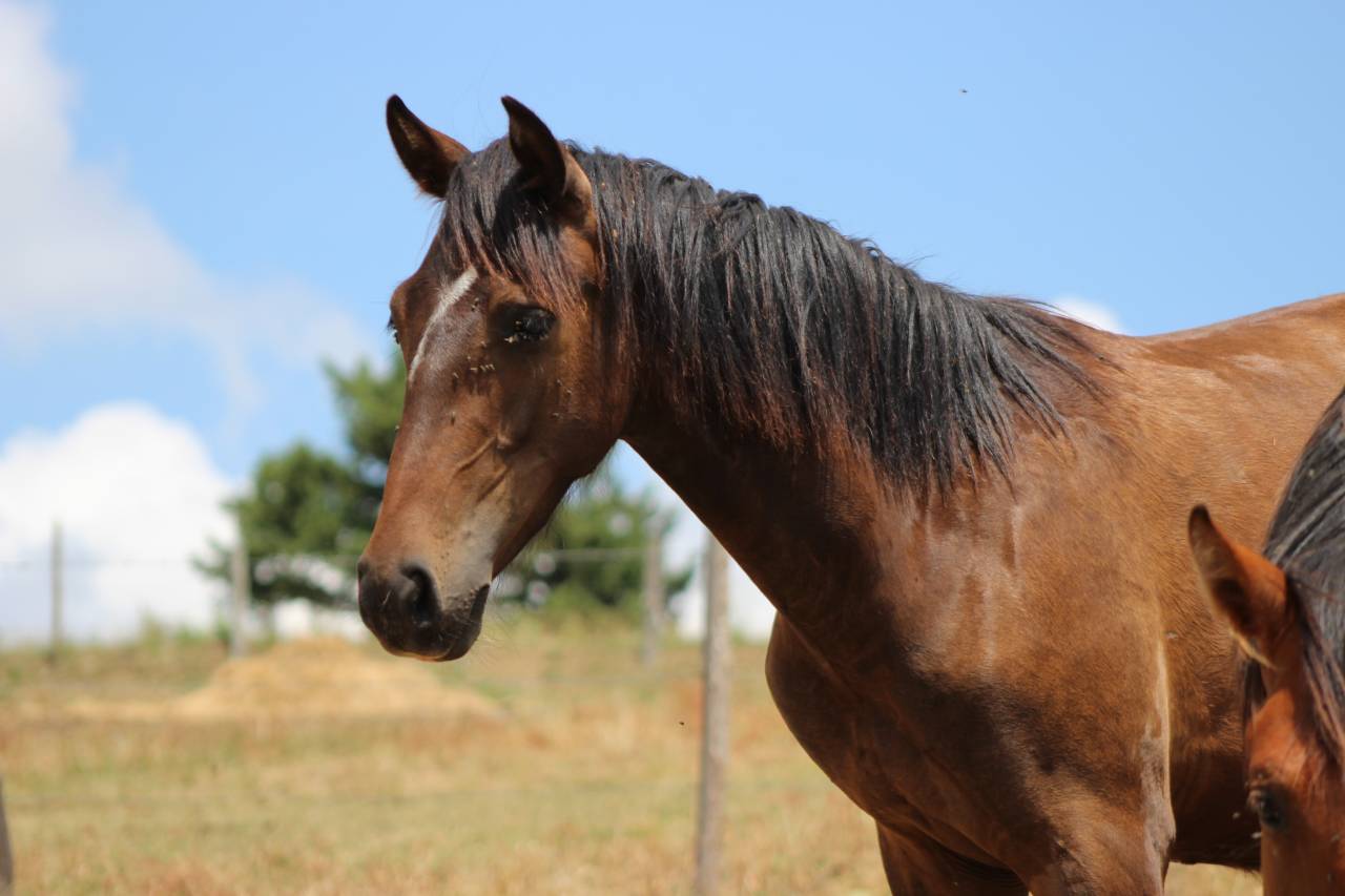 Gelding PRE Pure Spanish Bred For sale 2025 Dark Bay