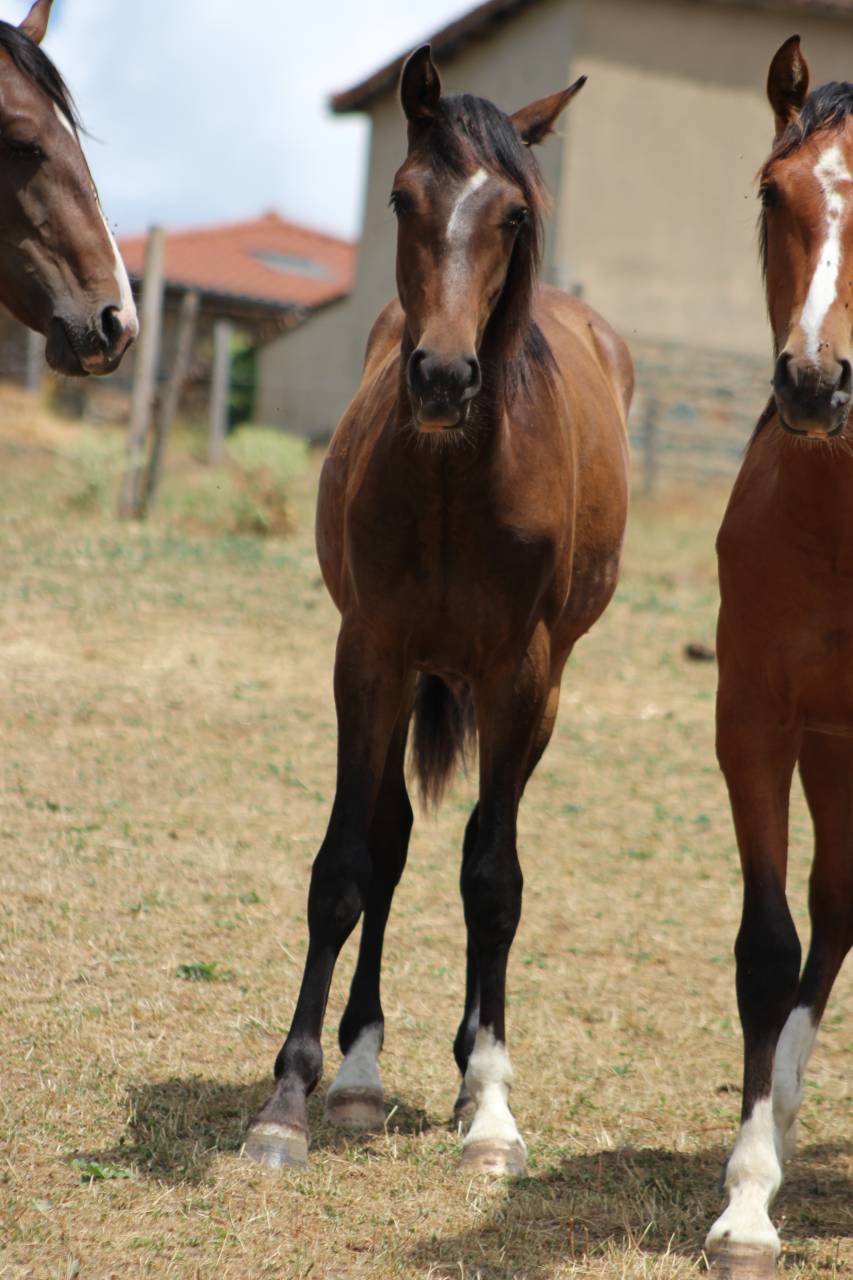 Gelding PRE Pure Spanish Bred For sale 2025 Dark Bay