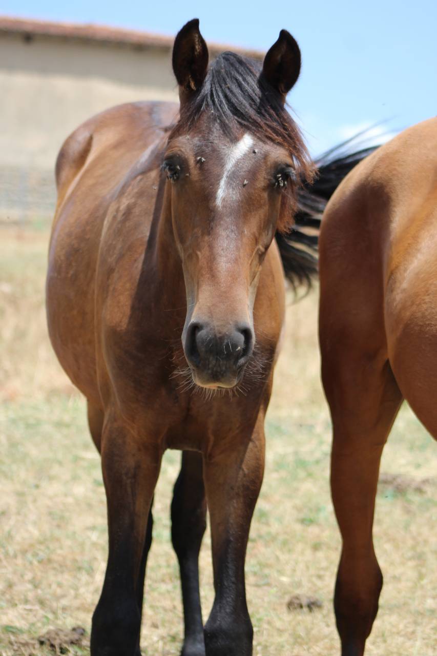 Gelding PRE Pure Spanish Bred For sale 2025 Dark Bay