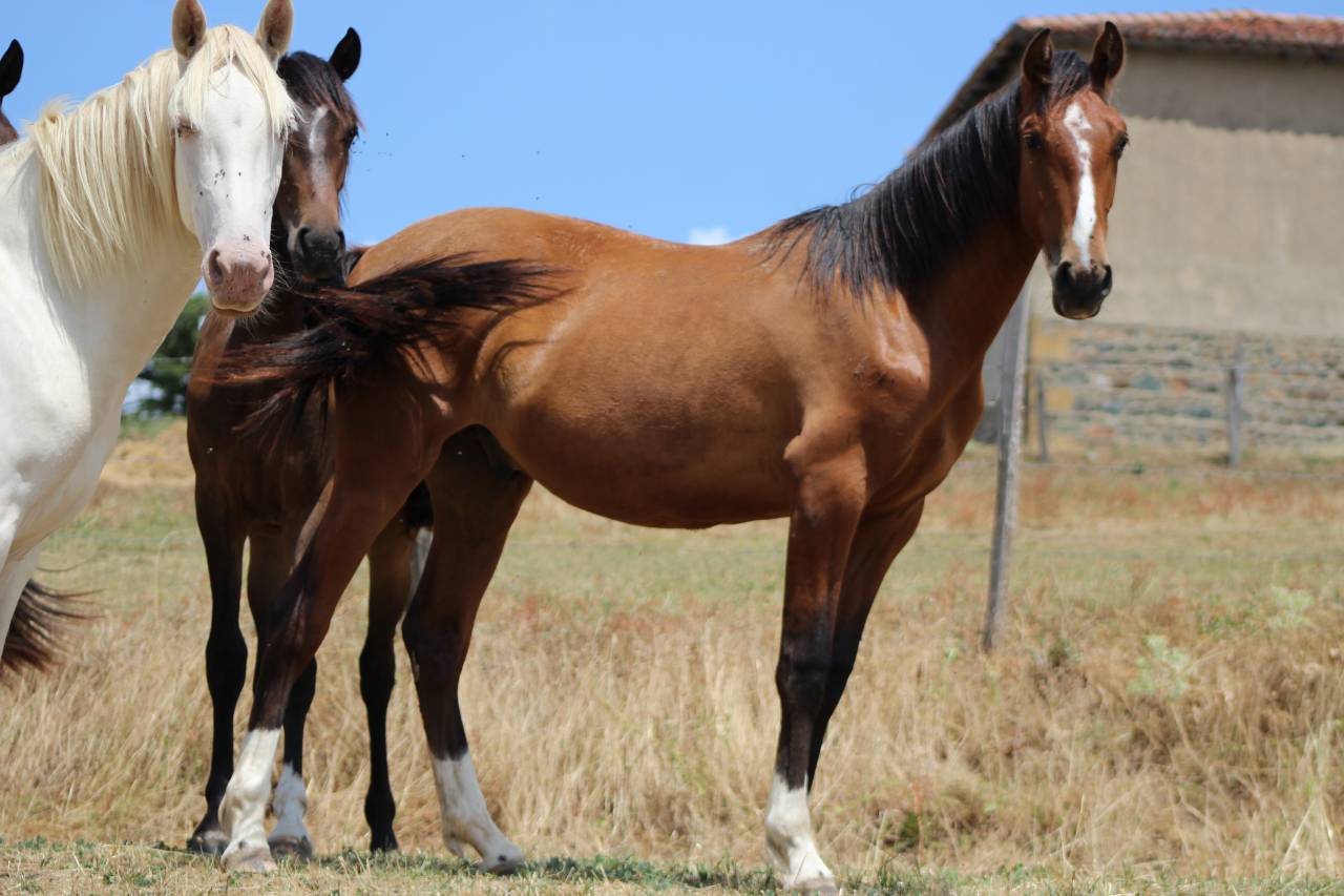 Gelding PRE Pure Spanish Bred For sale 2025 Bay