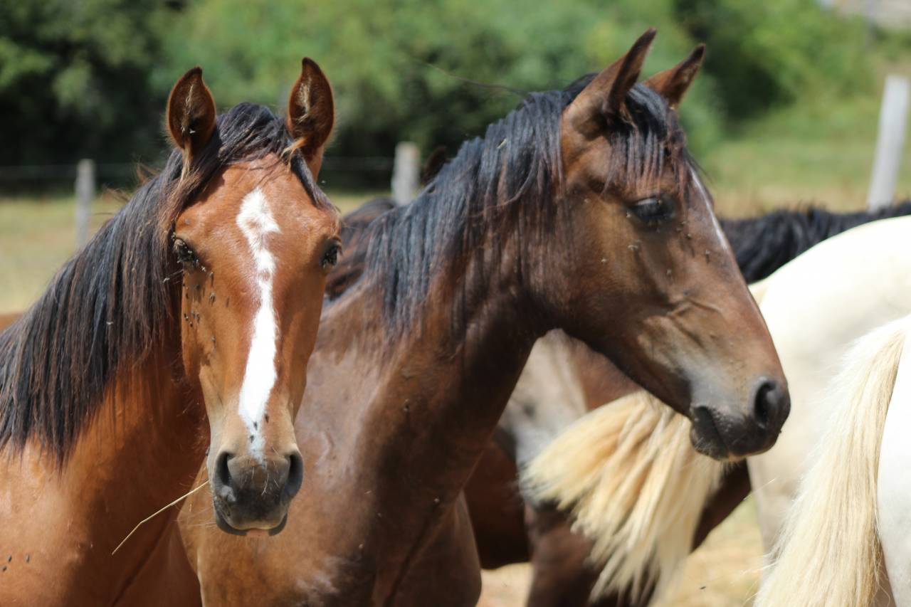 Gelding PRE Pure Spanish Bred For sale 2025 Bay