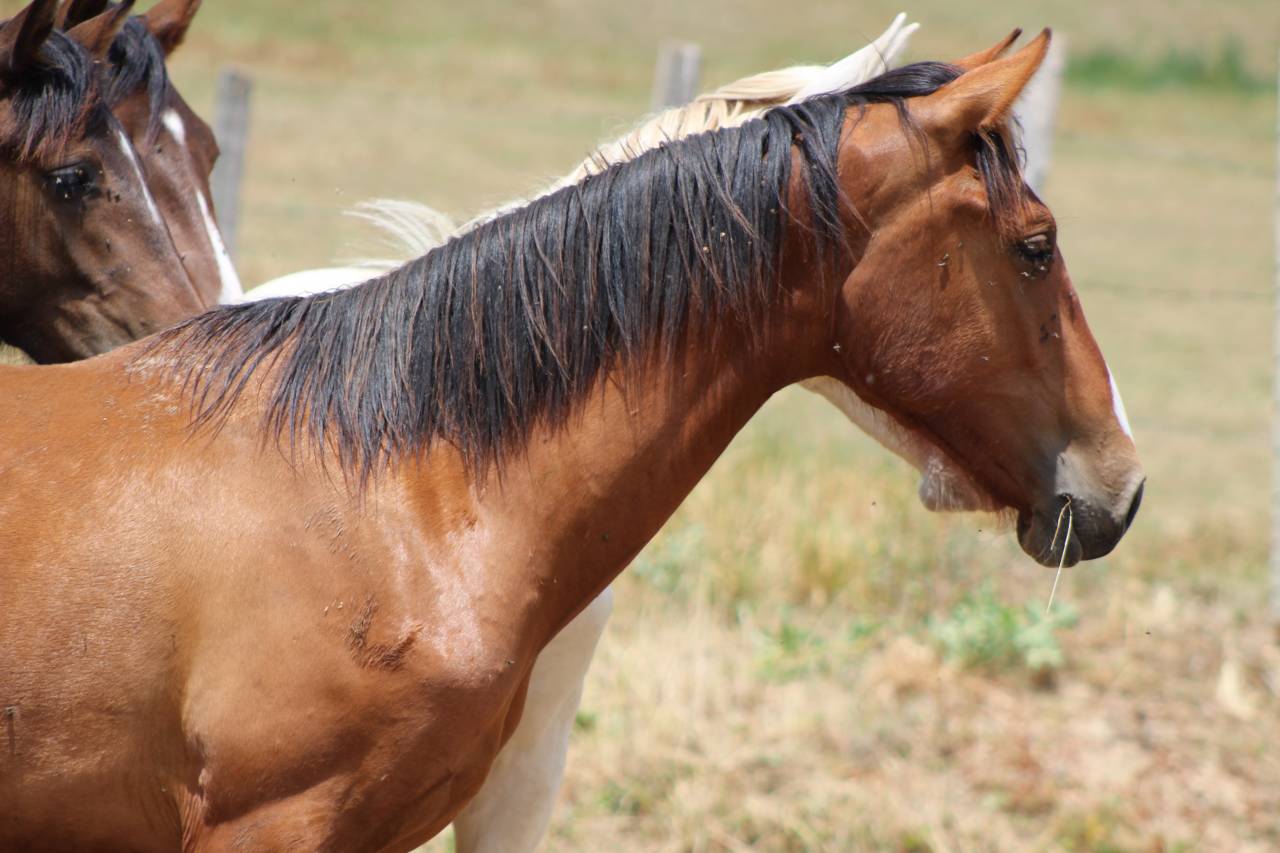 Gelding PRE Pure Spanish Bred For sale 2025 Bay