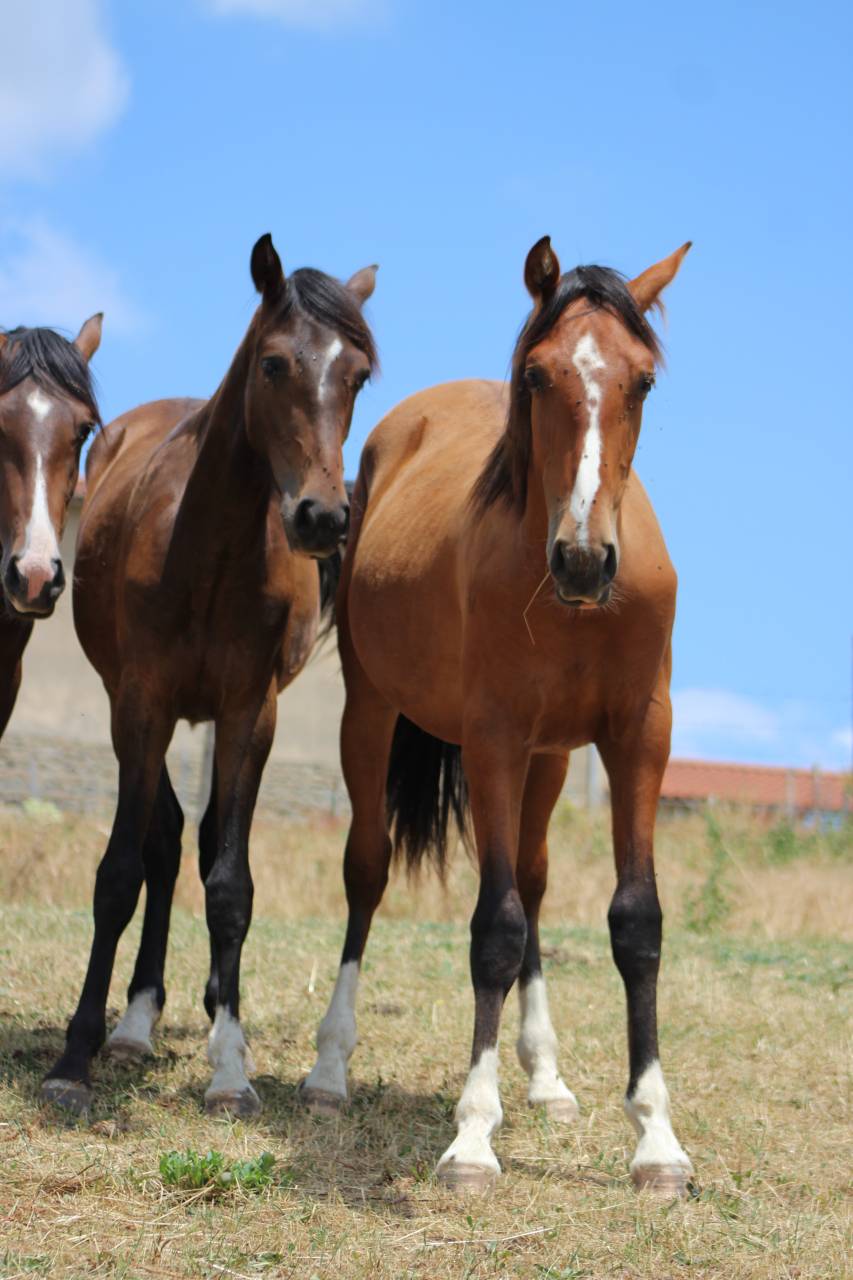 Gelding PRE Pure Spanish Bred For sale 2025 Bay