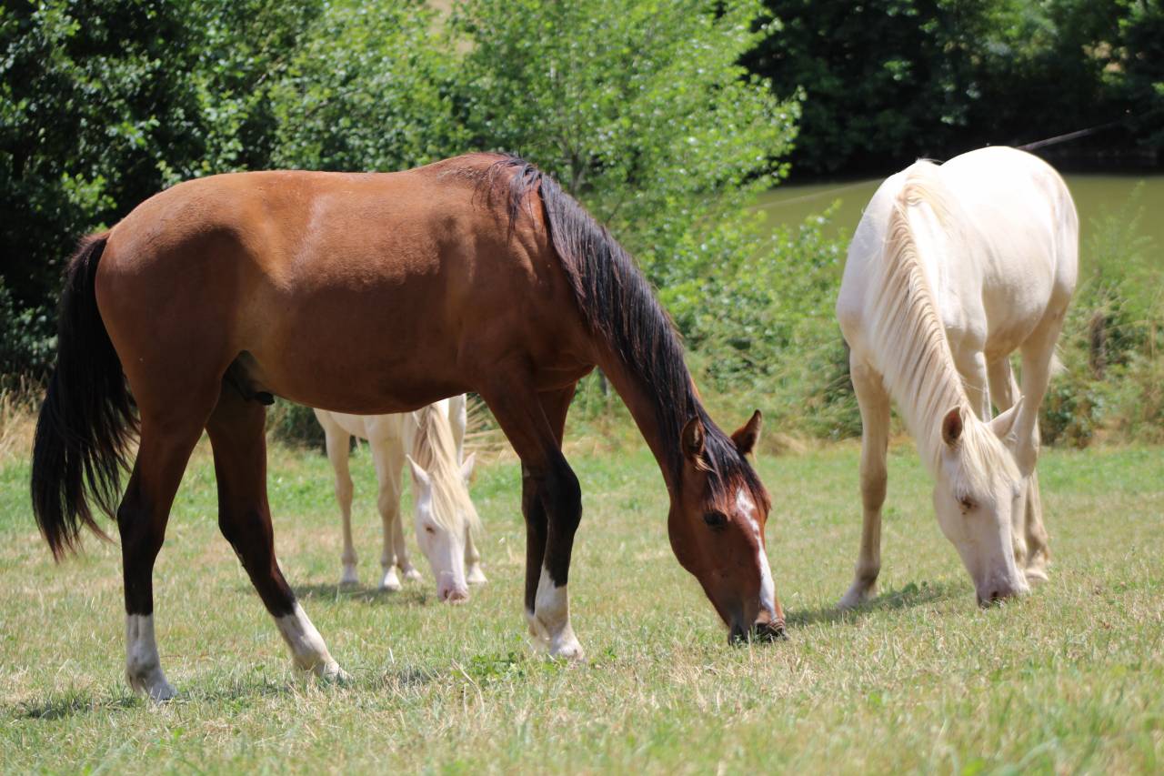 Gelding PRE Pure Spanish Bred For sale 2025 Bay
