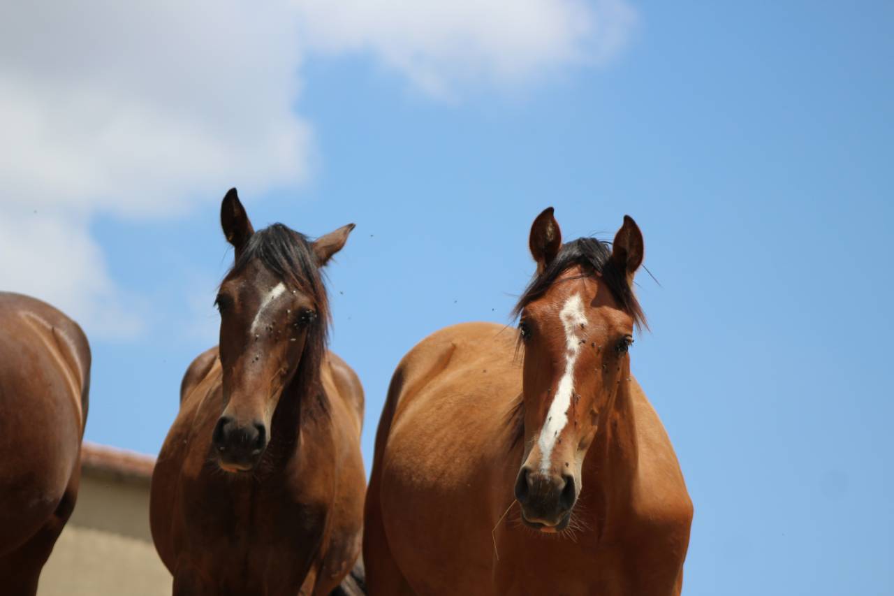 Gelding PRE Pure Spanish Bred For sale 2025 Bay