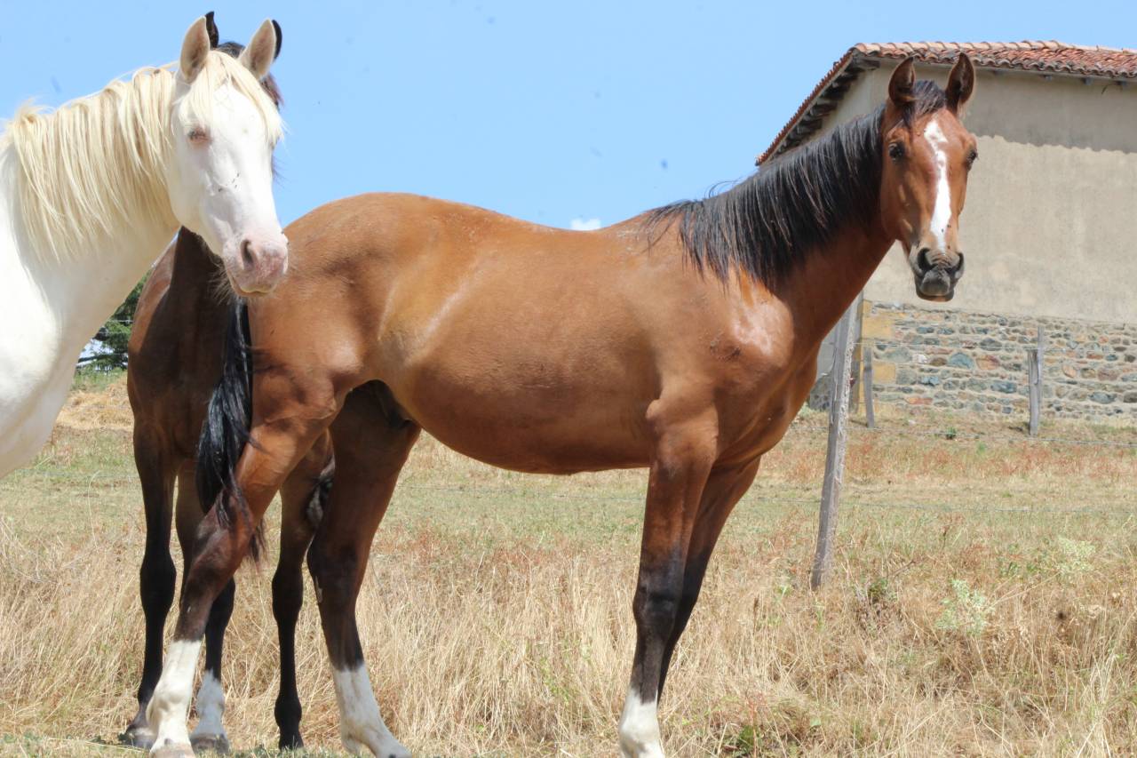 Gelding PRE Pure Spanish Bred For sale 2025 Bay