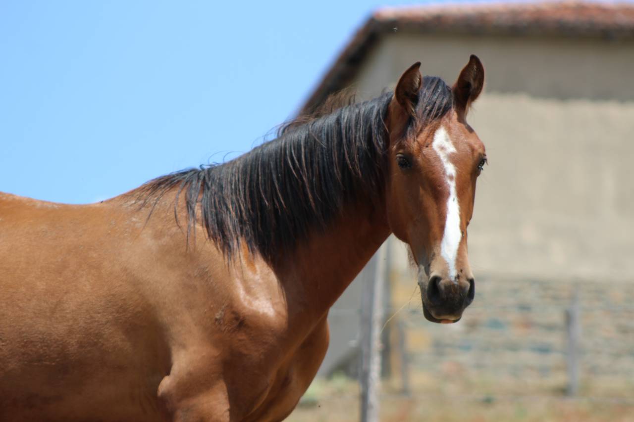 Gelding PRE Pure Spanish Bred For sale 2025 Bay