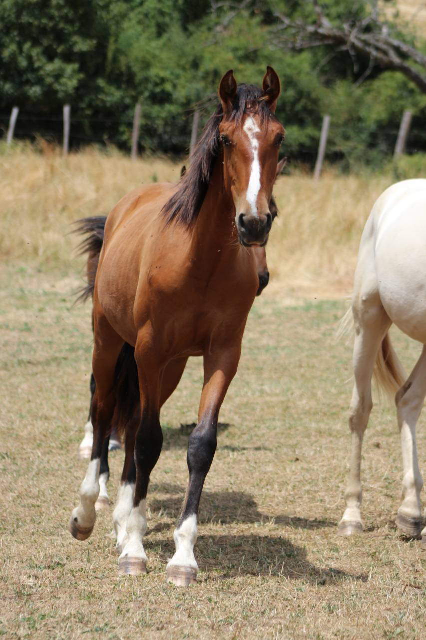 Gelding PRE Pure Spanish Bred For sale 2025 Bay