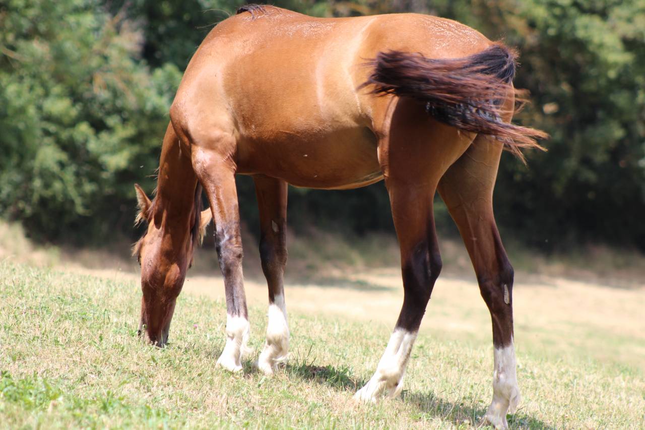 Gelding PRE Pure Spanish Bred For sale 2025 Bay