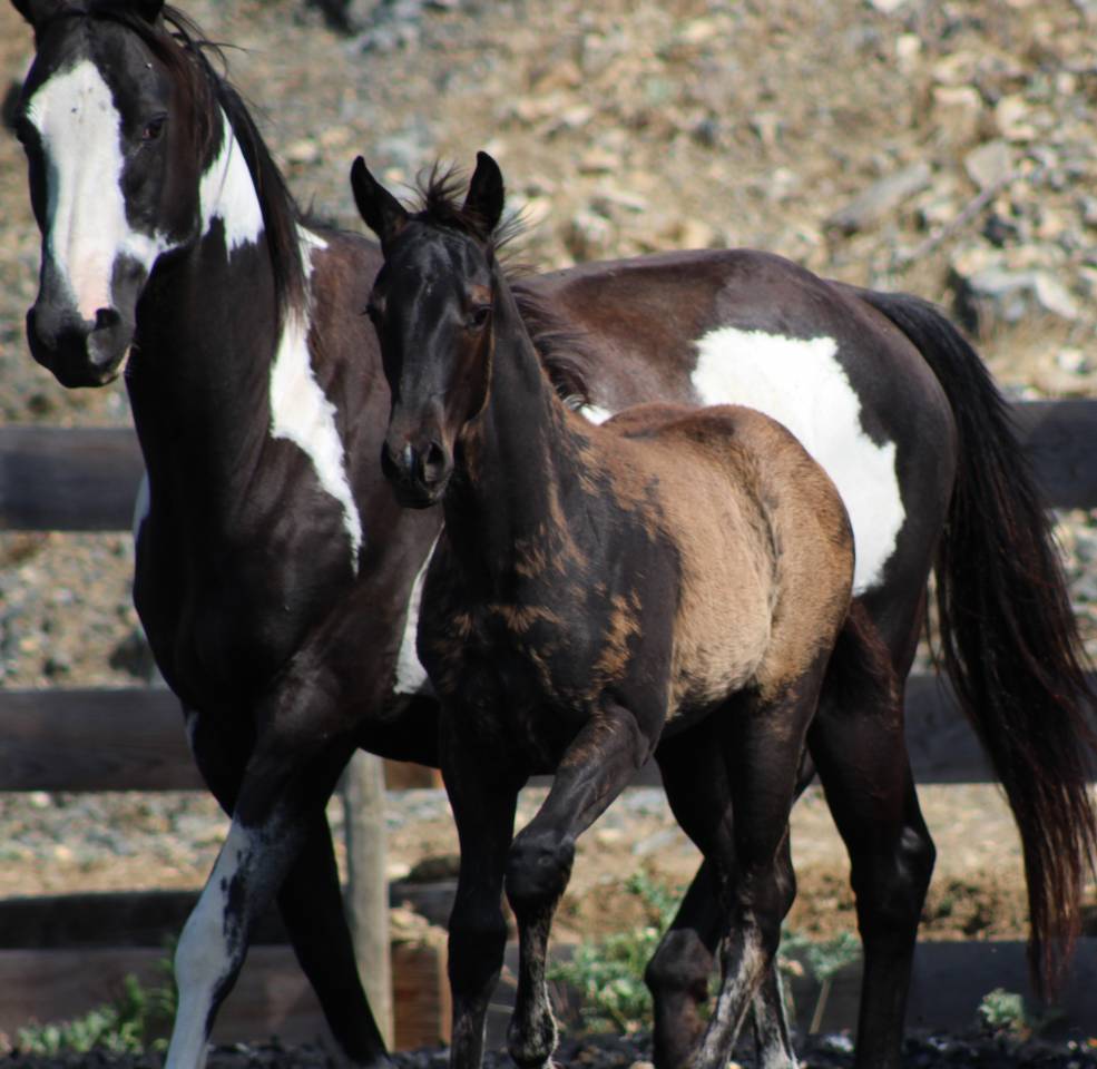 Colt Paint For sale 2026 Black