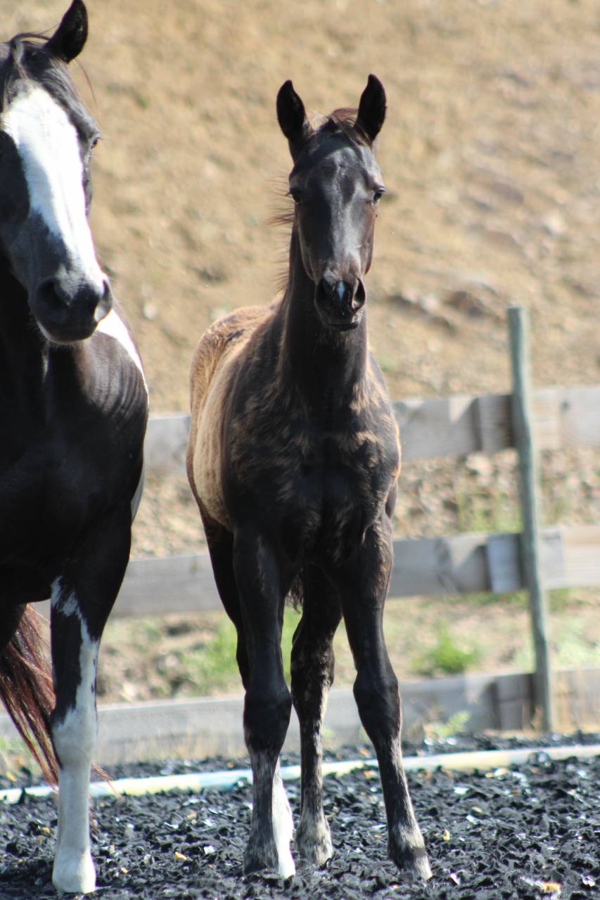 Colt Paint For sale 2026 Black