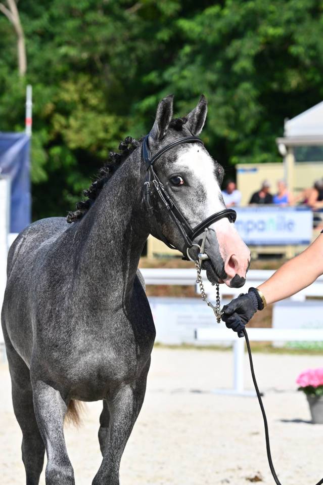 Entire French Saddle Pony For sale 2025 Grey