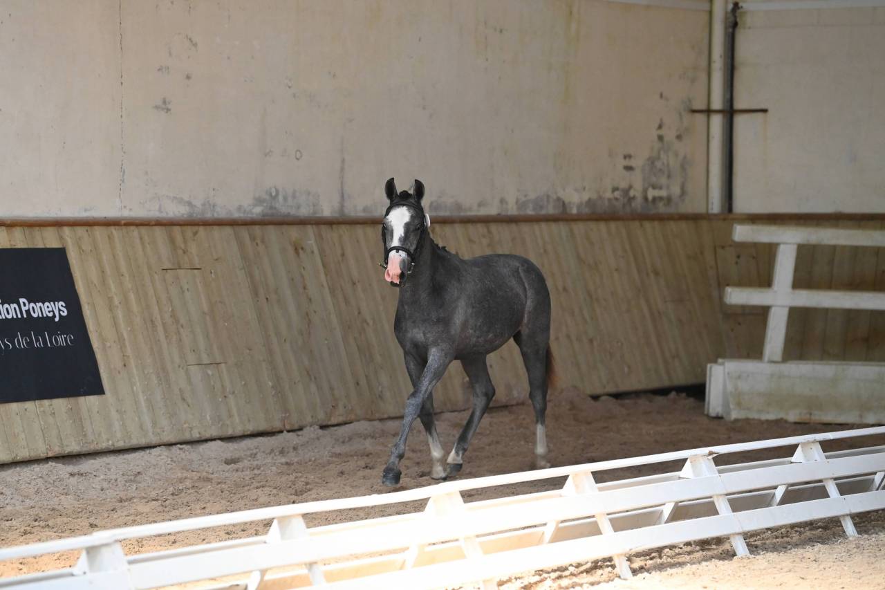 Entire French Saddle Pony For sale 2025 Grey